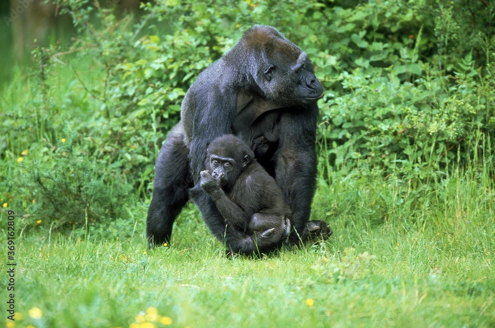 Fototapeta premium EASTERN LOWLAND GORILLA gorilla gorilla graueri, MOTHER CARRYING YOUNG