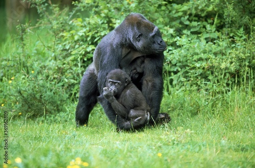 EASTERN LOWLAND GORILLA gorilla gorilla graueri, MOTHER CARRYING YOUNG photo