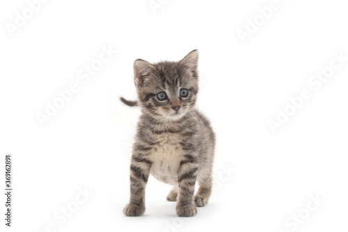 Cute tabby kitten isolated on white
