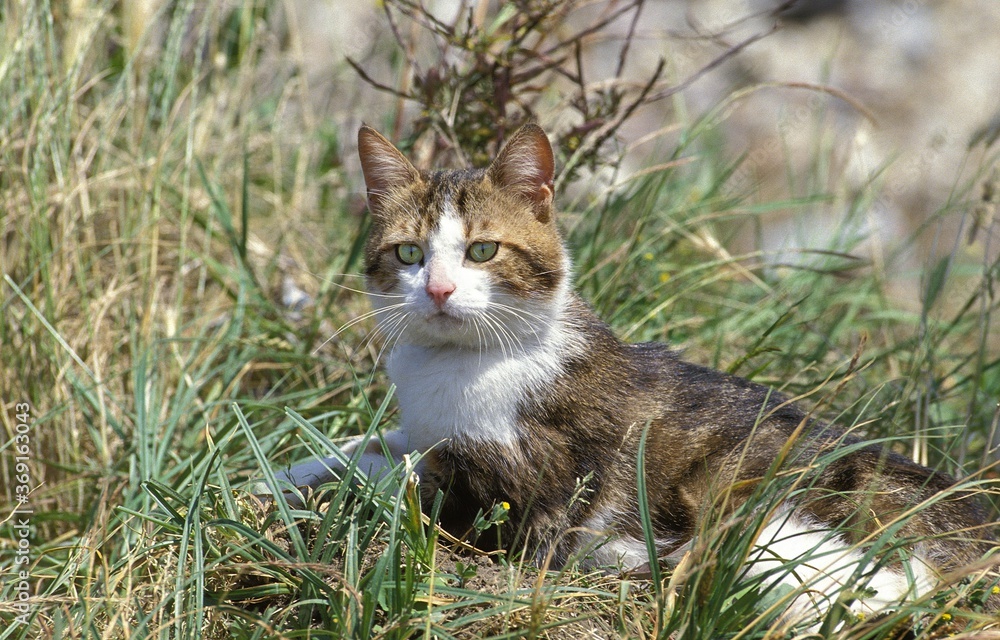 BROWN TABBY AND WHITE DOMESTIC CAT, ADULT STANDING IN LONG GRASS