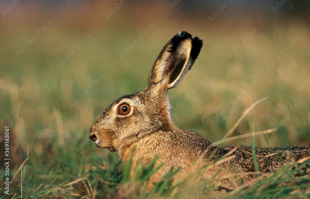 Fototapeta premium EUROPEAN BROWN HARE lepus europaeus, ADULT LOOKING OUT