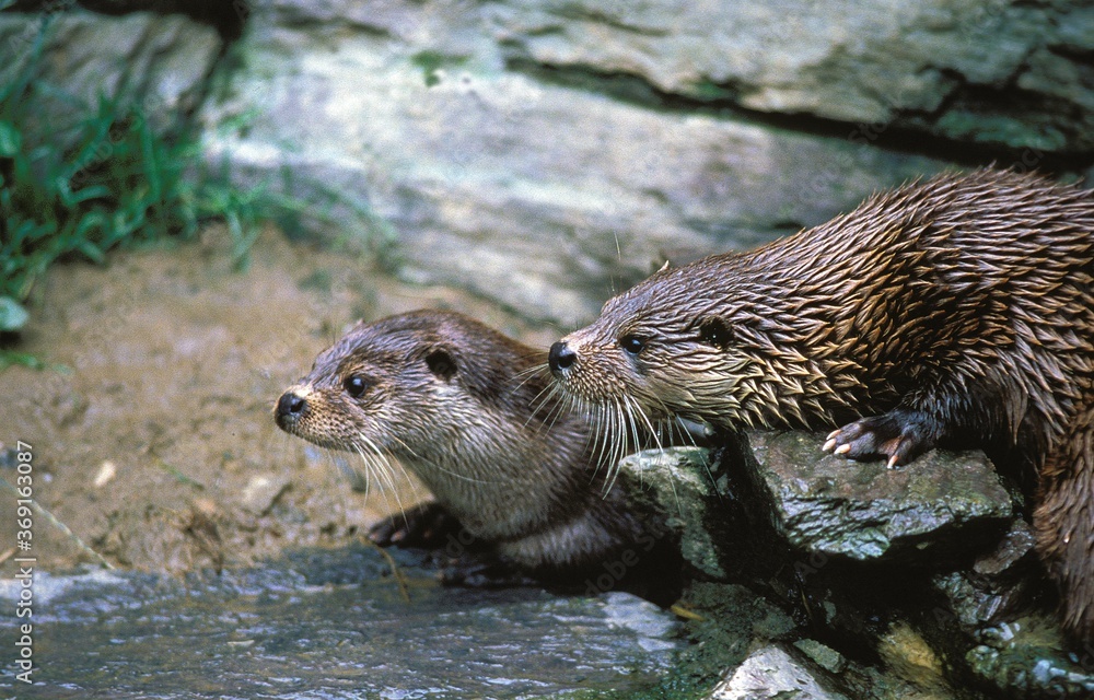 EUROPEAN OTTER lutra lutra, PAIR STANDING ON ROCKS EUROPEAN OTTER lutra lutra, PAIR STANDING ON ROCKS