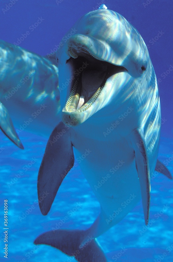 Obraz premium BOTTLENOSE DOLPHIN tursiops truncatus, ADULT, UNDERWATER VIEW , HONDURAS