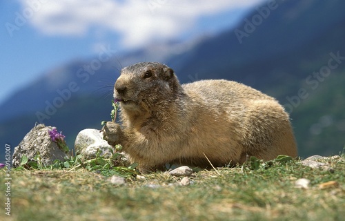 ALPINE MARMOT marmota marmota, ADULT EATING LEAVES, FRENCH ALPS © slowmotiongli
