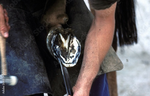 BLACKSMITH WITH A PERCHERON HORSE, TRIMMING HOOF WITH CUTTING KNIFE, NORMANDY IN FRANCE