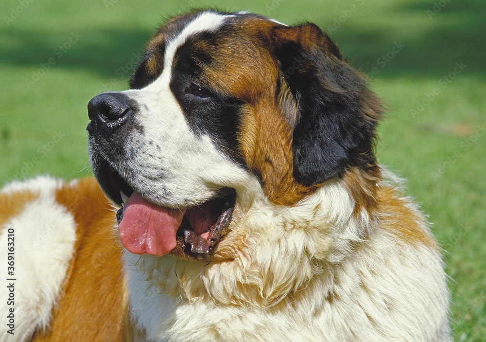SAINT BERNARD DOG, PORTRAIT OF ADULT WITH TONGUE OUT
