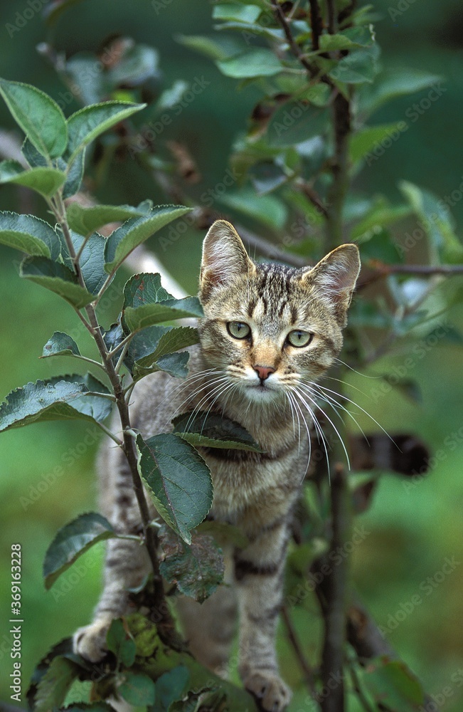 EUROPEAN BROWN TABBY DOMESTIC CAT, ADULT STANDING IN TREE EUROPEAN BROWN TABBY DOMESTIC CAT, ADULT STANDING IN TREE