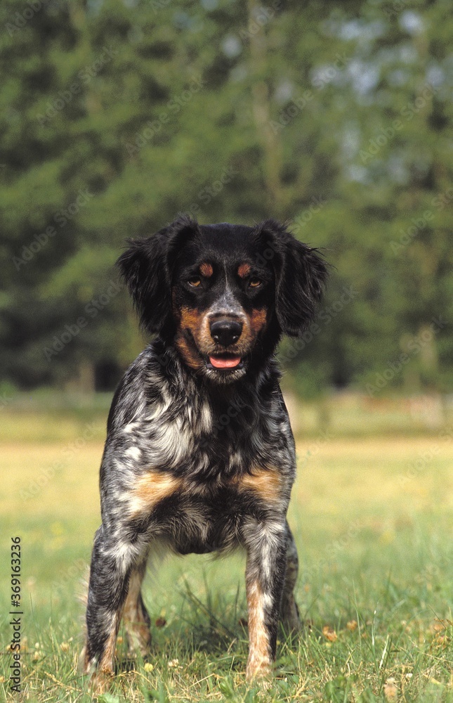 BRITTANY SPANIEL DOG, ADULT STANDING ON GRASS BRITTANY SPANIEL DOG, ADULT STANDING ON GRASS