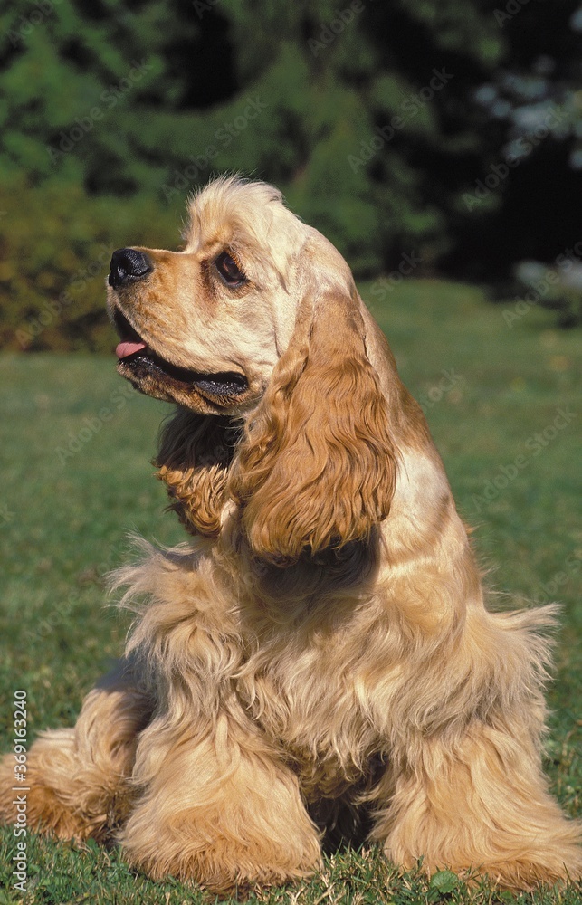 AMERICAN COCKER SPANIEL DOG, ADULT SITTING ON GRASS AMERICAN COCKER SPANIEL DOG, ADULT SITTING ON GRASS