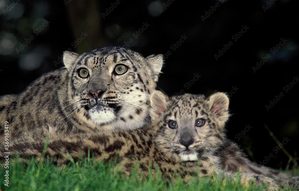 Obraz premium SNOW LEOPARD OR OUNCE uncia uncia, FEMALE WITH CUB