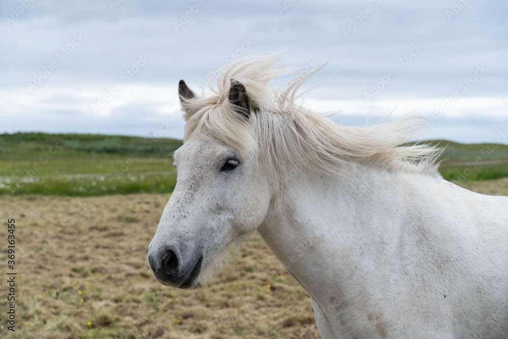 Icelandic Horse Icelandic Horse