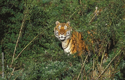 Canvas Print BENGAL TIGER panthera tigris tigris, ADULT