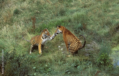 Photography BENGAL TIGER panthera tigris tigris, PAIR FIGHTING