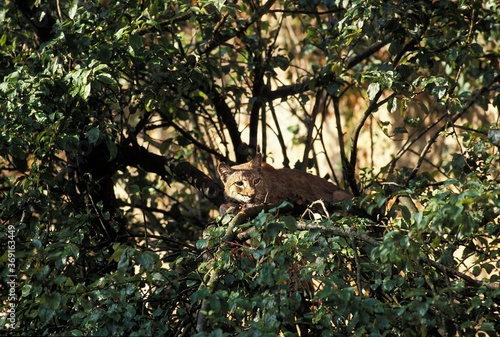 EUROPEAN LYNX felis lynx, ADULT STANDING IN TREE © slowmotiongli