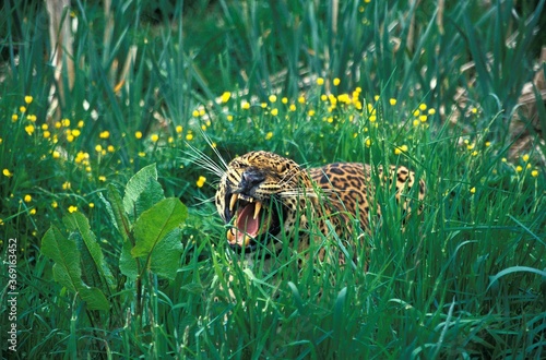 Tableau sur toile LEOPARD panthera pardus, ADULT SNARLING, THREAT POSTURE