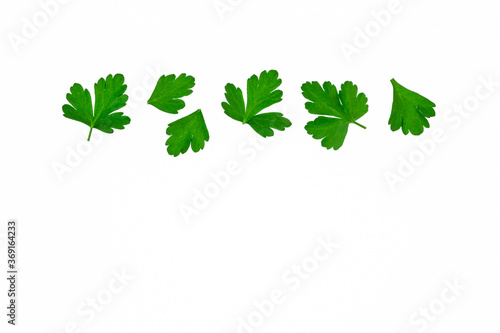 closeup of chopped fresh Italian parsley leaves on white background with copy space below