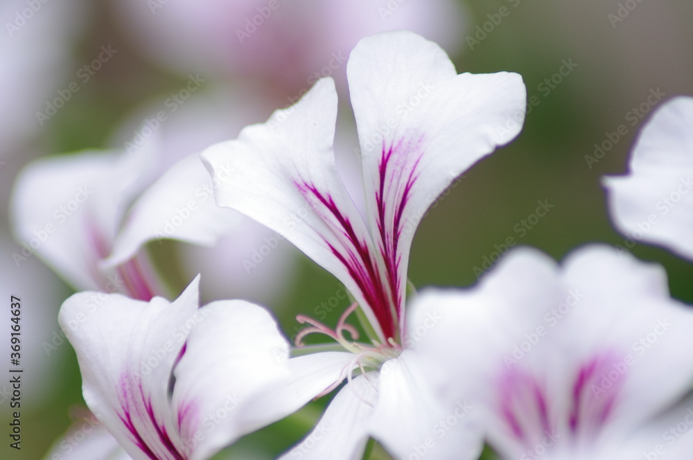 white and purple flower