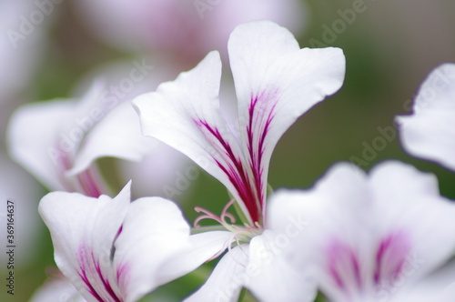 white and purple flower