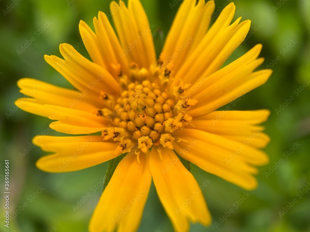 A Yellow Longleaf arnica Flower. A Yellow Longleaf arnica Flower.