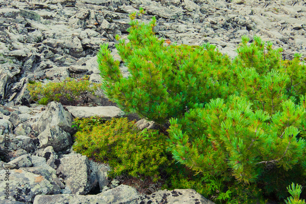Cedar bushes on the background of gray stones, volcanic landscape, summer nature of Yakutia, Russia. Cedar bushes on the background of gray stones, volcanic landscape, summer nature of Yakutia, Russia.