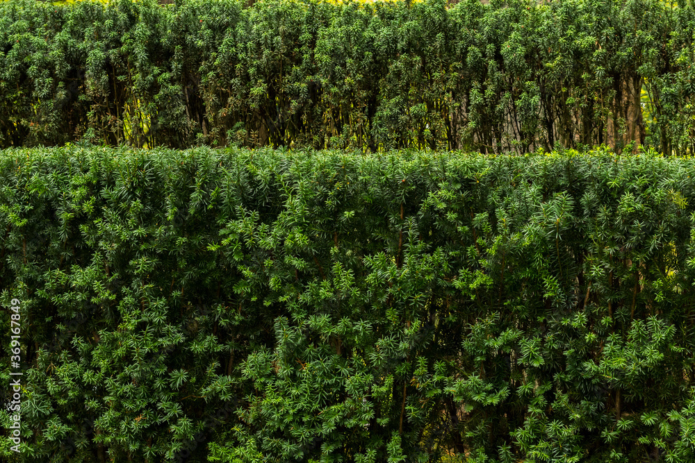 Pruned flat Evergreen shrub with another shrub in background 