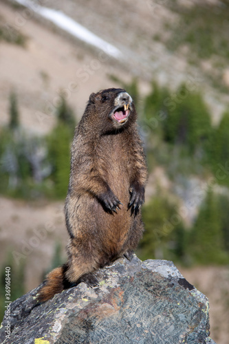 Hoary marmot yelling alert