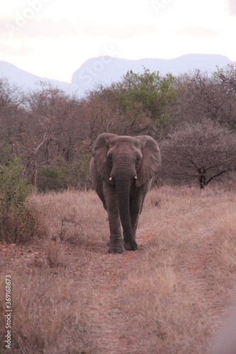 Elephant  Kapama Game Reserve  South Africa.