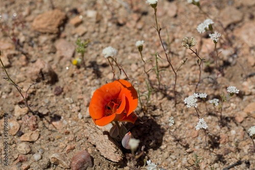 Blazing Orange blooming inflorescence of Desert Mariposa Lily, Calochortus Kennedyi, Liliaceae, native herbaceous perennial plant in Pioneertown Mountains Preserve, Southern Mojave Desert, Springtime.