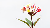 Plumeria or Frangipani, one of the flowers commonly used as outside home decoration. Easily planted and cared for