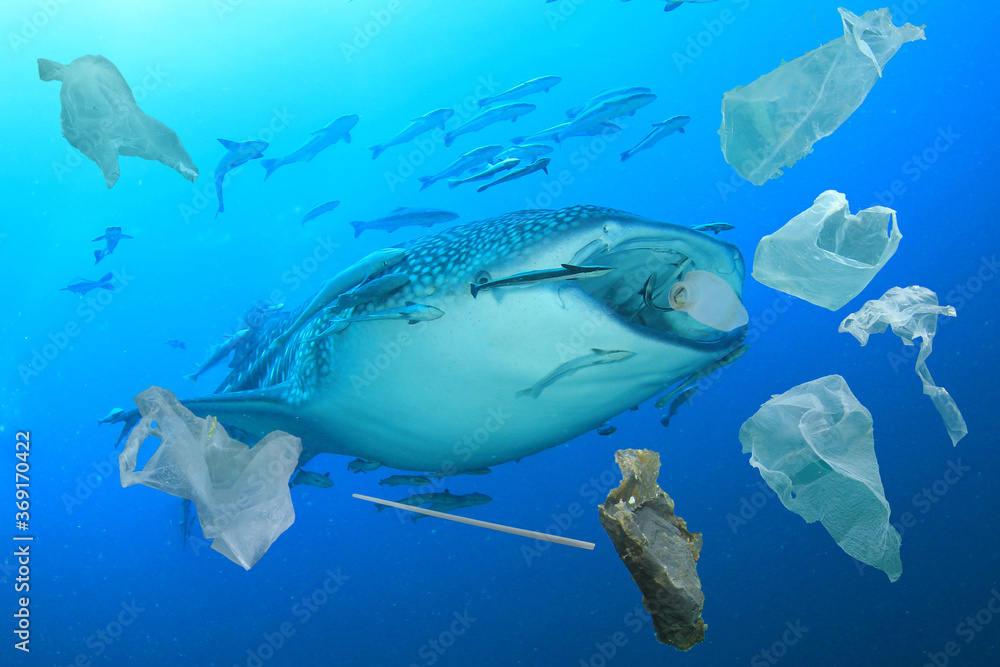 Obraz premium Plastic ocean pollution. Whale Shark filter feeds in polluted ocean, ingesting plastic