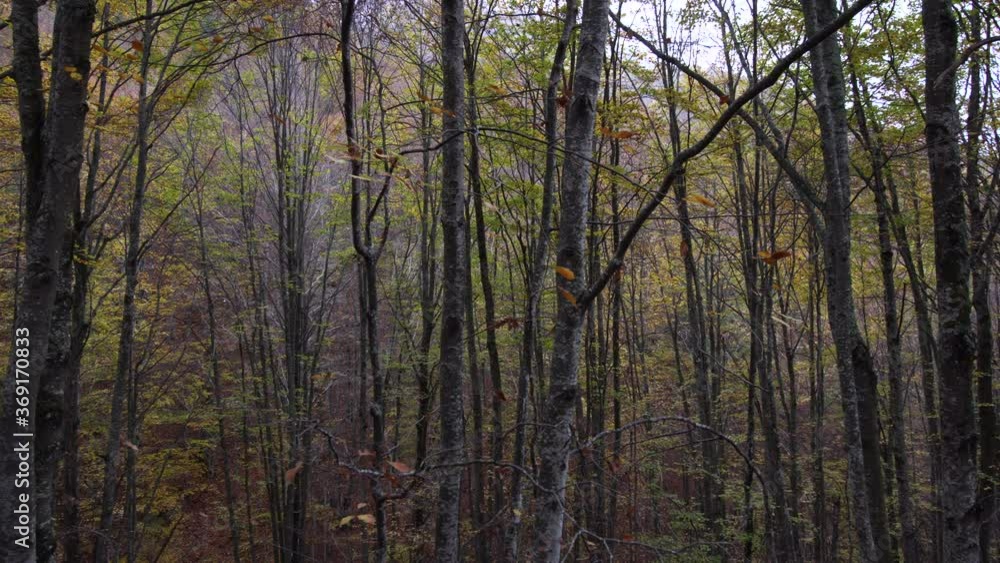 high trees in a forest in autumn high trees in a forest in autumn