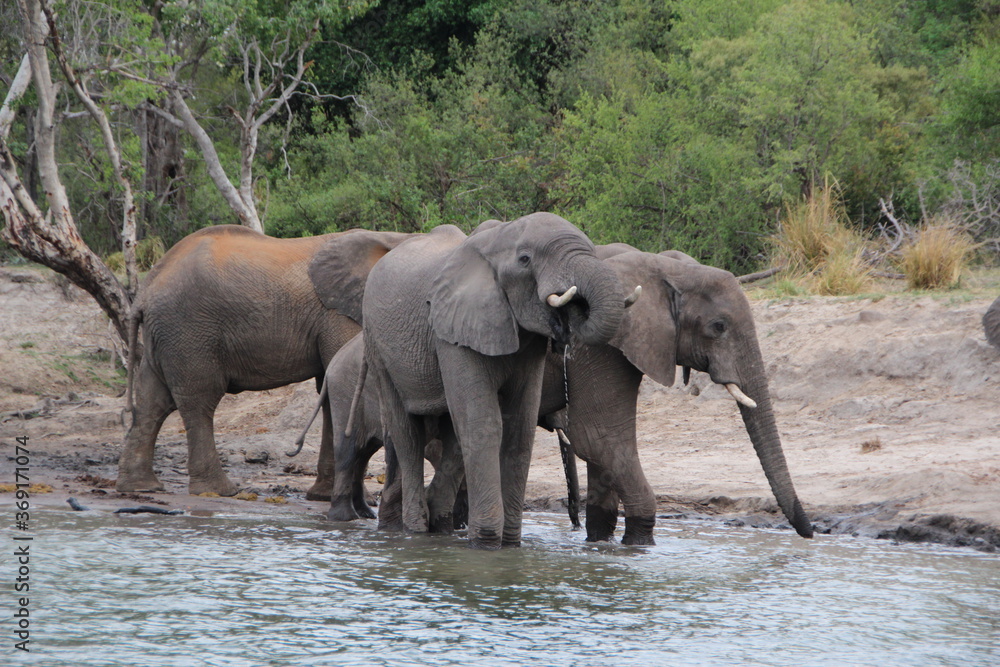 Elephant on the banks of the Zambezi River, Zimbabwe. Elephant on the banks of the Zambezi River, Zimbabwe.