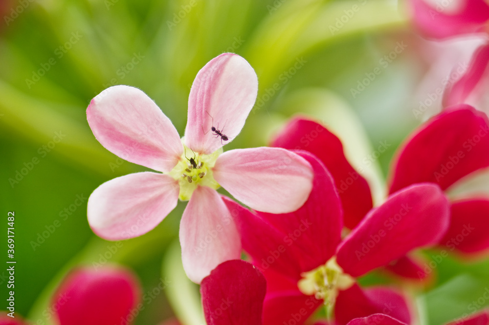 pink orchid flower Combretum indicum pink orchid flower Combretum indicum