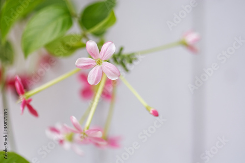 pink orchid flower Combretum indicum photo