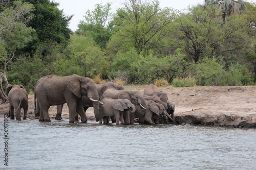 Elephant on the banks of the Zambezi River, Zimbabwe.