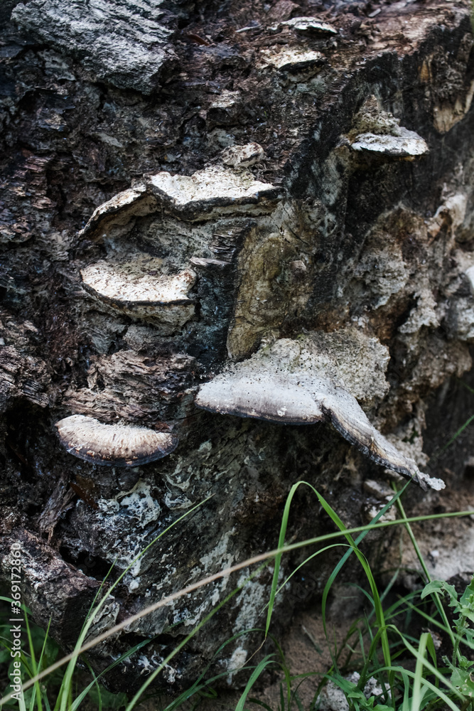 Fototapeta premium Old mushroom(s) on a log