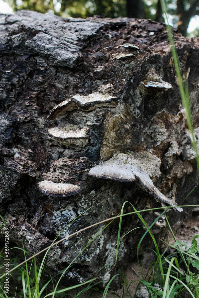 Fototapeta premium Old mushroom(s) on a log