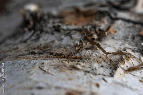 tree bark, birch macro texture