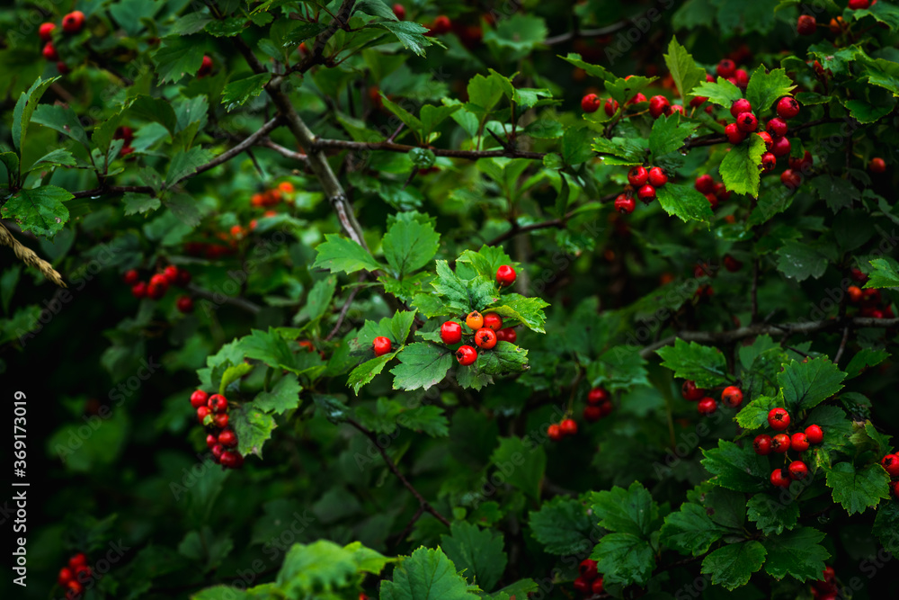 Ripe hawthorn in rainy day. Selective focus. Shallow depth of field.
