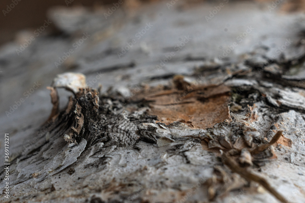 Fototapeta premium tree bark, birch macro texture