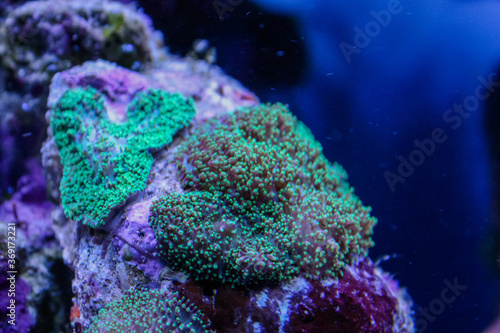 Small Polyp Stony Coral (SPS)