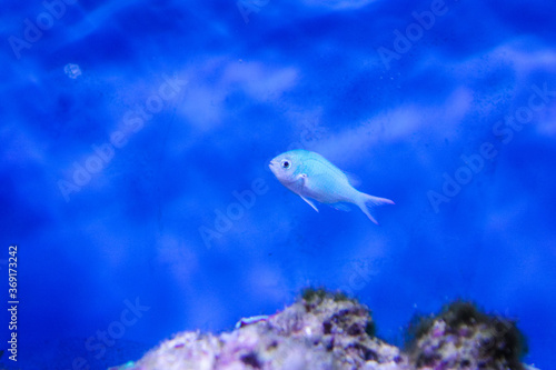 Green chromis fish in a saltwater tank