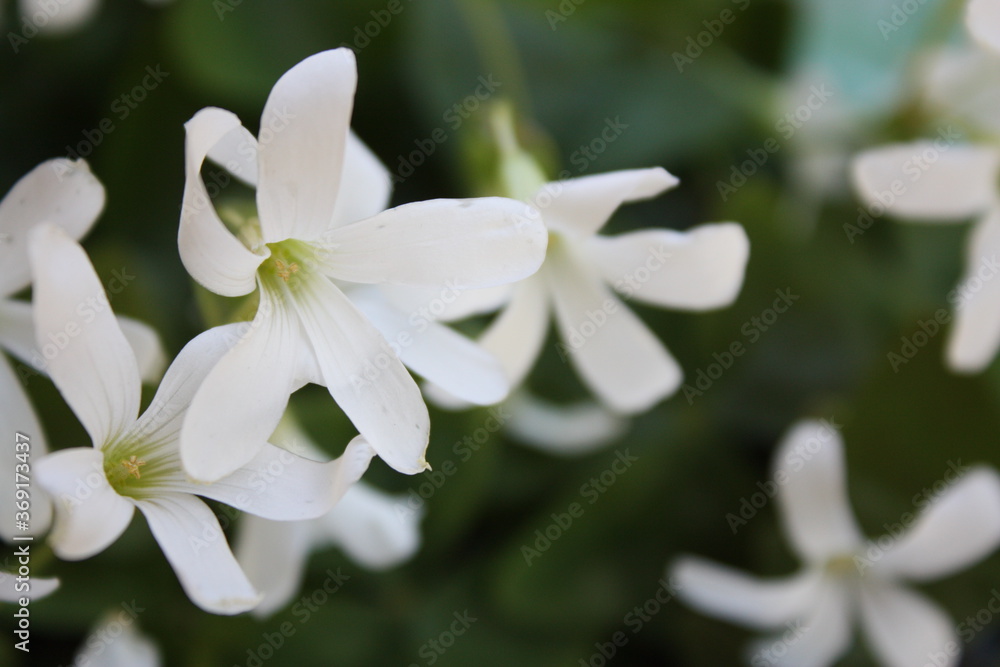 Obraz premium Little white flowers - close up
