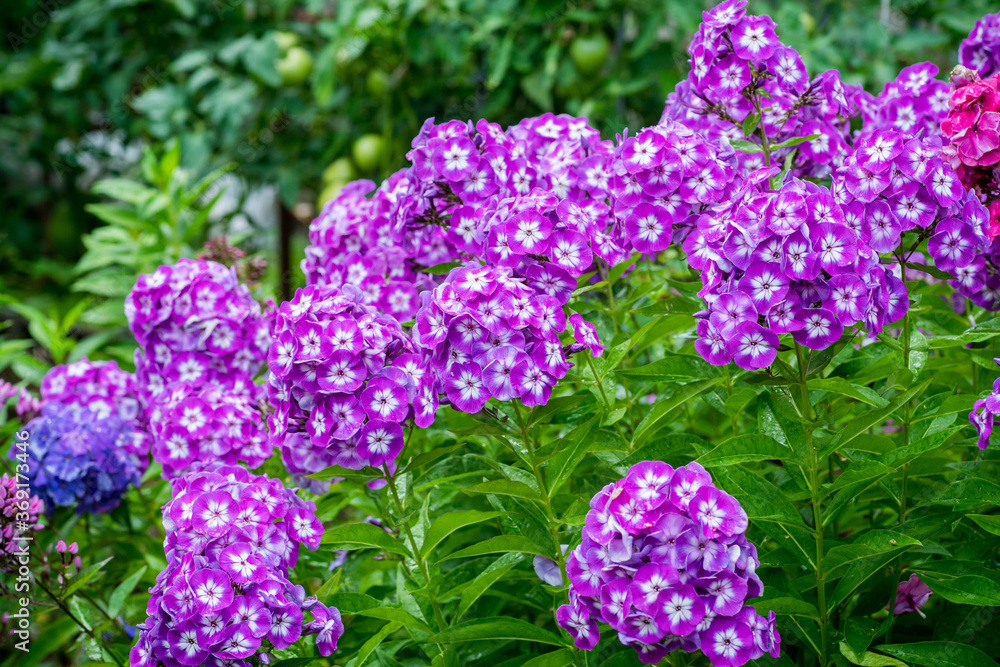 Blooming phlox in the garden. Shallow depth of field. Blooming phlox in the garden. Shallow depth of field.