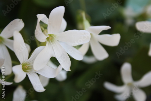 Little white flowers - close up