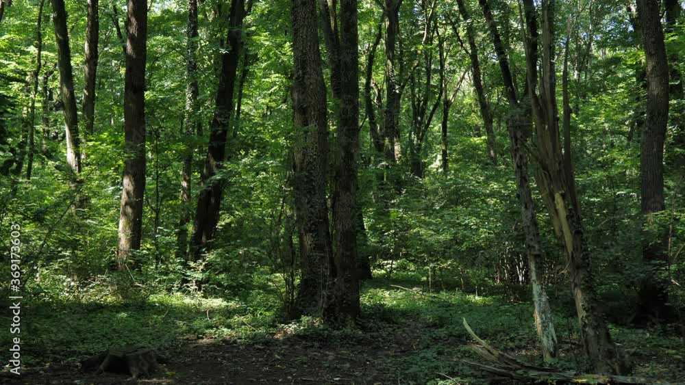 Static locked off shot of Elm trees in a deciduous forest of europe. Static locked off shot of Elm trees in a deciduous forest of europe.