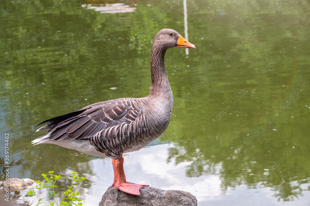 The wild greylag goose standing on the green shore of the pond The wild greylag goose standing on the green shore of the pond