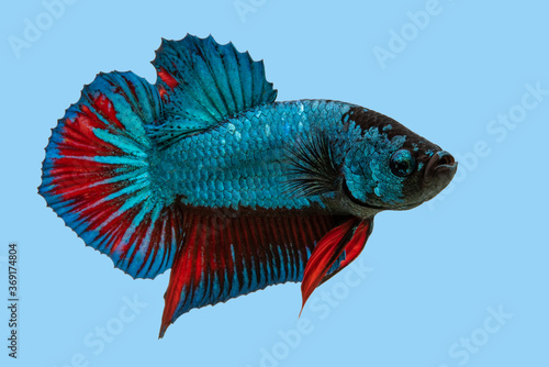 Beautiful of blue betta fish, Siamese fighting fish short tail, Betta splendens isolated on blue background. Copy space.