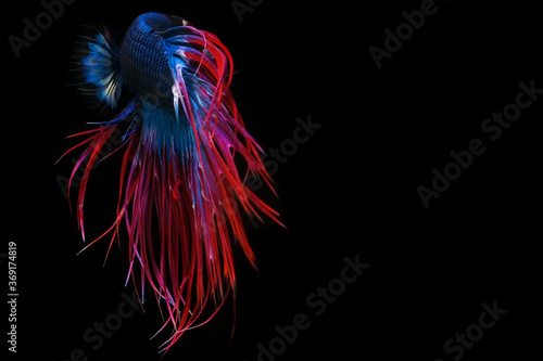 Close up of red blue crowntail betta fish. Beautiful Siamese fighting fish, Betta splendens isolated on black background.