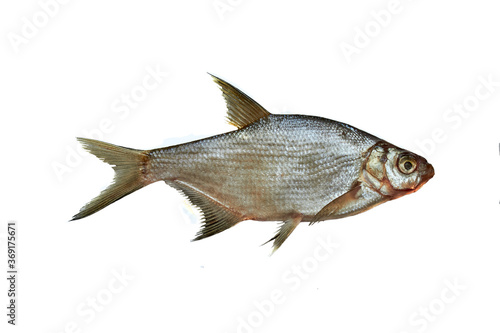 Quadro em tela fresh skimmer bream fish isolated on white background